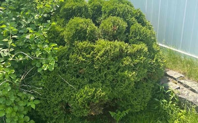 Photo of Sean A.'s yard after getting lawn care in Concord, MA
