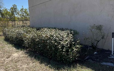 Photo of Jennifer A.'s yard after getting tree care in Haines City, FL