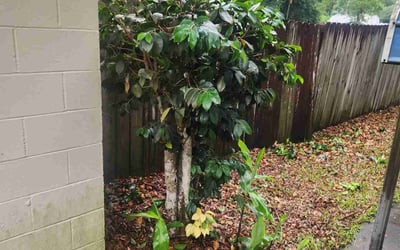 Photo of Kimberly C.'s yard after getting tree care in Quincy, FL