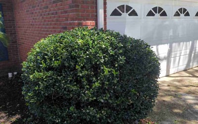 Photo of Michelle C.'s yard after getting landscaping in Santa Rosa Beach, FL