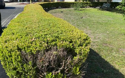 Photo of Angela S.'s yard after getting landscaping in Macdona, TX