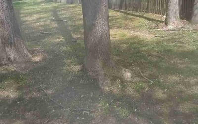 Photo of Jim_Carla A.'s yard after getting landscaping in Clinton, MD