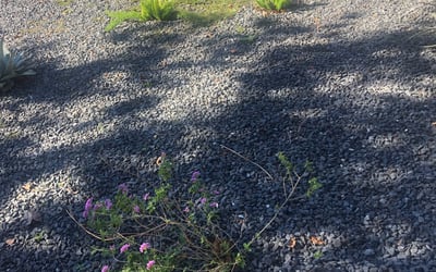 Photo of Katie G.'s yard after getting landscaping in Martindale, TX