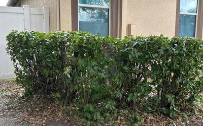 Photo of David M.'s yard after getting landscaping in New Port Richey, FL