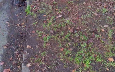Photo of Paul B.'s yard after getting landscaping in Silvana, WA