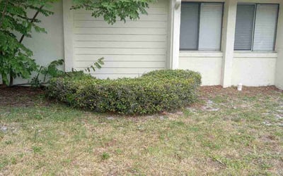 Photo of Shaneka J.'s yard after getting tree care in Winter Park, FL