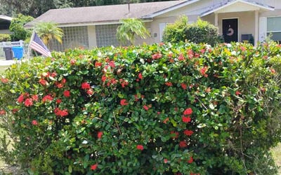 Photo of Katherine U.'s yard after getting tree care in Ocala, FL