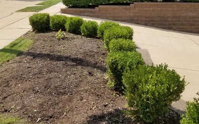 Photo of Tony S.'s yard after getting landscaping in East Saint Louis, IL
