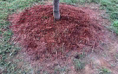 Photo of Judy P.'s yard after getting landscaping in Marshville, NC
