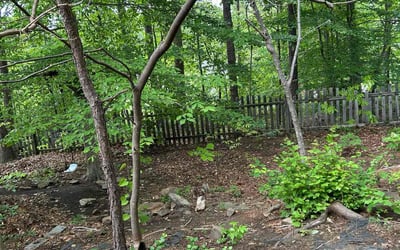Photo of Brittany R.'s yard after getting landscaping in Kennesaw, GA