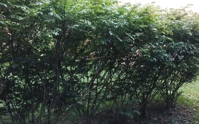 Photo of Jennifer H.'s yard after getting landscaping in Aurora, IN