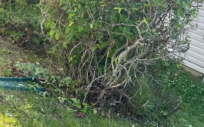 Photo of Mark B.'s yard after getting landscaping in Concord, NC