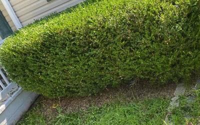 Photo of Brandy G.'s yard after getting landscaping in Bohannon, VA