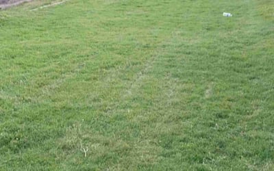 Photo of Ashley S.'s yard after getting landscaping in Wickenburg, AZ
