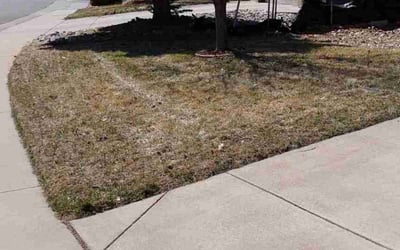 Photo of Angela M.'s yard after getting landscaping in Louviers, CO