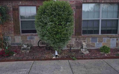 Photo of Tina A.'s yard after getting landscaping in Farmersville, TX