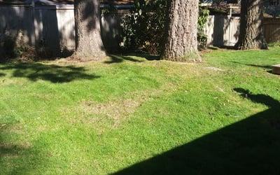 Photo of Katherine P.'s yard after getting landscaping in Darrington, WA