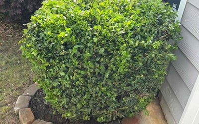 Photo of Charles L.'s yard after getting landscaping in Ball Ground, GA