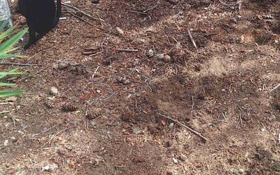 Photo of Michael S.'s yard after getting landscaping in Skykomish, WA