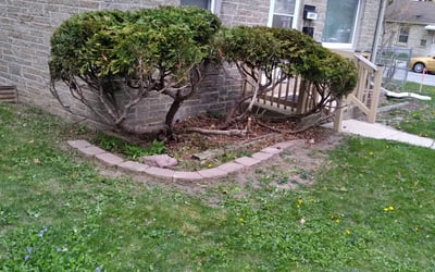 Photo of Gloria M.'s yard after getting landscaping in Hales Corners, WI