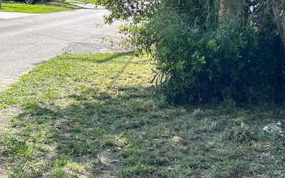 Photo of Emilia V.'s yard after getting tree care in Winter Garden, FL