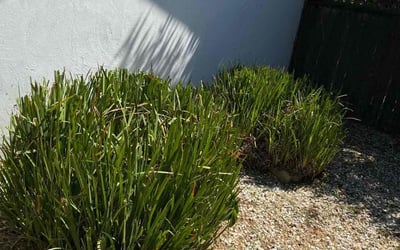 Photo of Tom R.'s yard after getting landscaping in Galt, CA