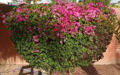 Photo of Keenan G.'s yard after getting landscaping in Florence, AZ