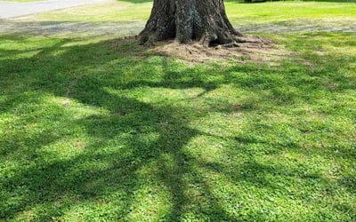 Photo of James B.'s yard after getting landscaping in Siler City, NC