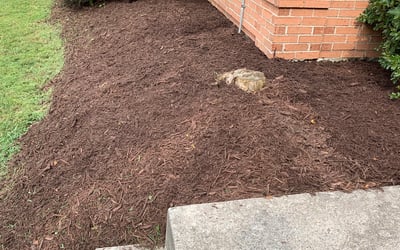 Photo of Michael S.'s yard after getting landscaping in Nanjemoy, MD