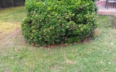 Photo of Ricky C.'s yard after getting landscaping in Harbinger, NC