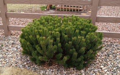 Photo of Matthew C.'s yard after getting landscaping in U S A F Academy, CO