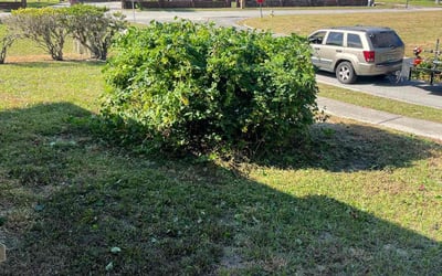 Photo of Kimberly J.'s yard after getting tree care in Frostproof, FL