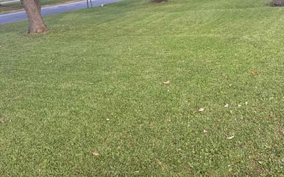 Photo of Linda Y.'s yard after getting tree care in Harrisburg, NC