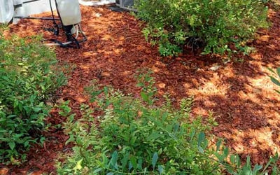 Photo of Diana D.'s yard after getting landscaping in Lake George, CO