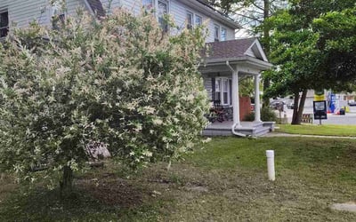 Photo of Julia G.'s yard after getting landscaping in Bridgeton, NJ