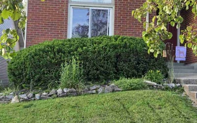 Photo of Laura M.'s yard after getting tree care in New Albany, IN