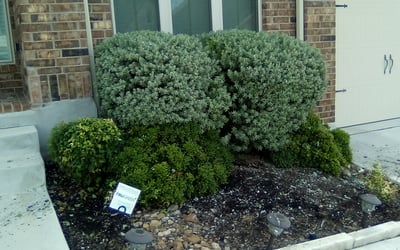 Photo of Francisco R.'s yard after getting landscaping in Fischer, TX