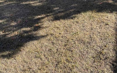 Photo of Ryan B.'s yard after getting landscaping in Scandia, MN