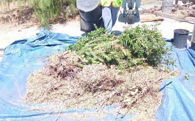 Photo of Samuel M.'s yard after getting landscaping in Cathedral City, CA