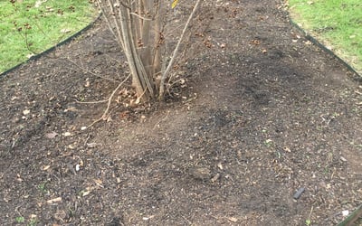 Photo of Mark V.'s yard after getting landscaping in La Vernia, TX