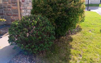 Photo of Nichole T.'s yard after getting landscaping in Pueblo, CO