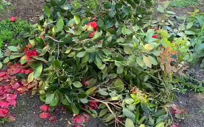 Photo of Kimberly D.'s yard after getting landscaping in Foresthill, CA