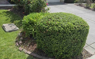Photo of Michael W.'s yard after getting lawn care in Shingle Springs, CA