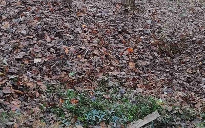 Photo of Megan R.'s yard after getting landscaping in Bluemont, VA