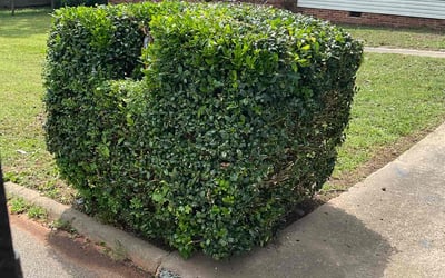 Photo of Kristen L.'s yard after getting landscaping in Clinton, SC