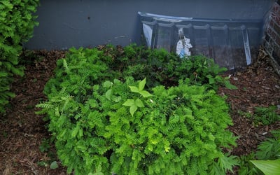 Photo of Nicole W.'s yard after getting landscaping in Southbury, CT