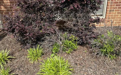 Photo of Alice H.'s yard after getting landscaping in Toney, AL