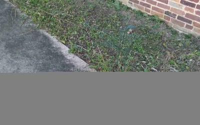 Photo of Jason L.'s yard after getting landscaping in Linden, VA