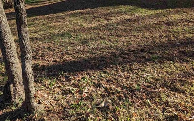 Photo of Shawn J.'s yard after getting tree care in Waxhaw, NC