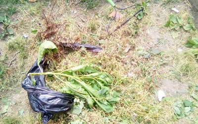 Photo of Nabila U.'s yard after getting landscaping in Manchester, MD